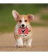 CUERDA DENTAL PARA PERRO MINNIE