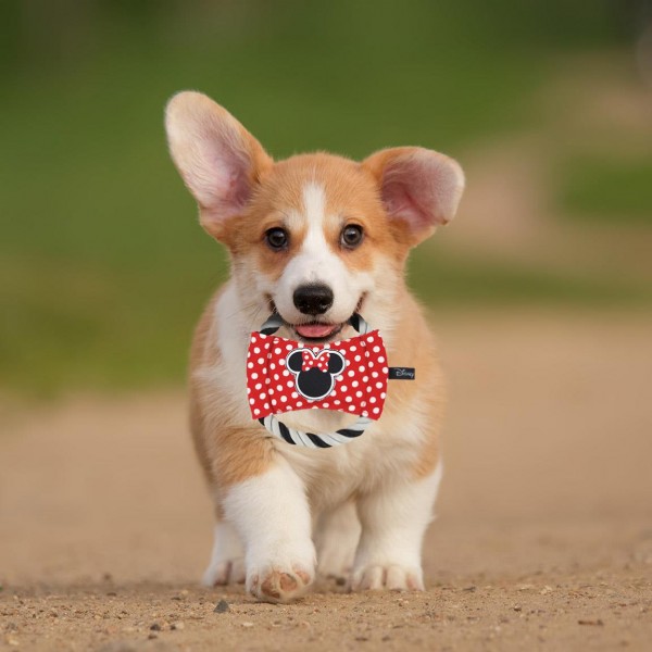 CUERDA DENTAL PARA PERRO MINNIE