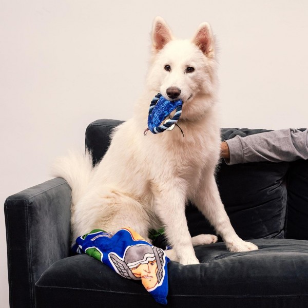CUERDA DENTAL PARA PERRO AVENGERS