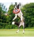 Frisbee Para Perro Avengers Capitan America